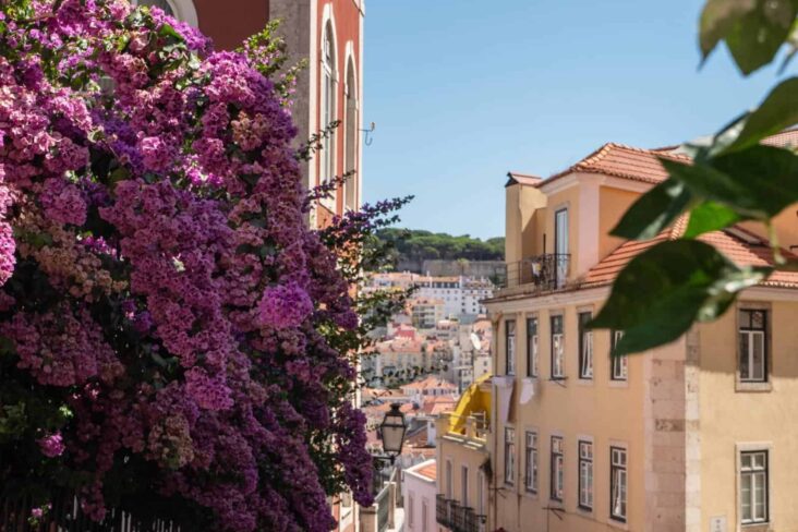 Vista de Lisboa. No primeiro plano surge uma flores roxas, mais ao fundo uns prédios amarelos, com vista sobre Lisboa