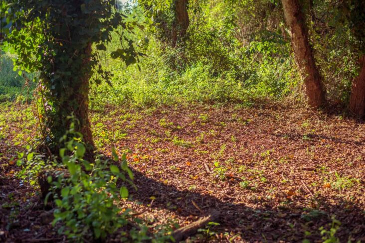 Terreno rústico onde se veem árvores